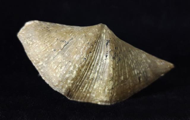 Cyrtospirifer rudkinensis (LJASCHENKO 1959) - Bild © FossNet FossilienStore